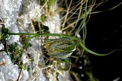 Fritillaria cirrhosa